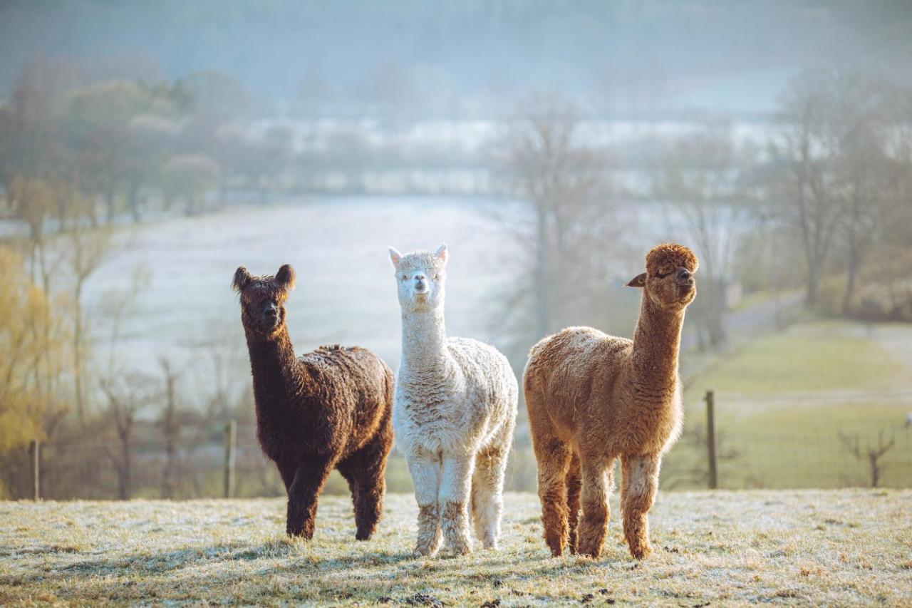 Shabby Shepherds Penrith Extérieur photo